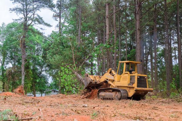 Cost of Forestry Clearing in Pocatello