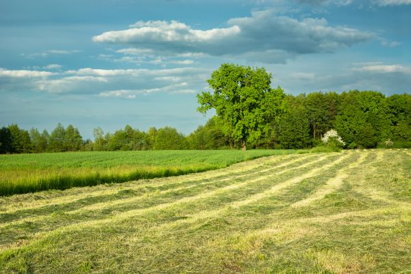 Cost of Vegetation Removal in Pocatello