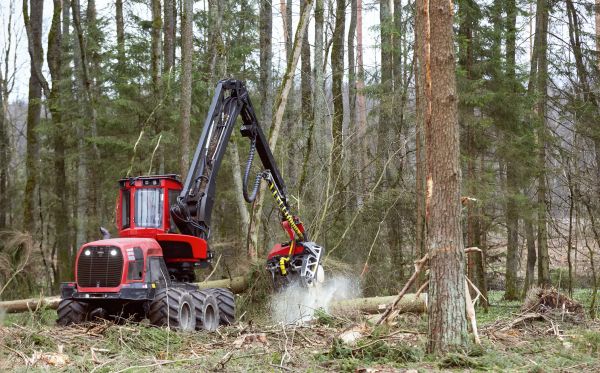 Cost of Forest Clearance Service in Pocatello