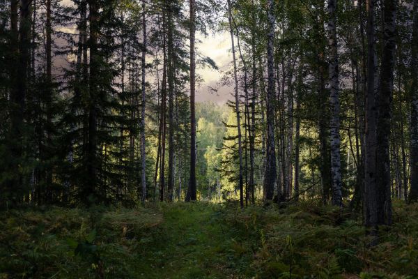 Cost of Pine Tree Clearing in Pocatello