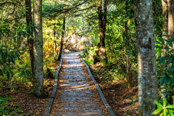 Cost of Trail Clearing in Pocatello