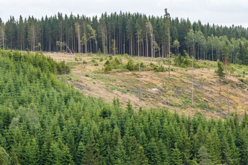 Eco-Friendly Options